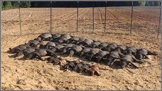 Wild Hog Trapping  9 3333 Feral Hog Capture  JAGER PRO™ [upl. by Herstein]