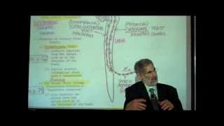 THE SPINAL CORD amp SPINAL TRACTS PART 2 by Professor Fink [upl. by Preston120]