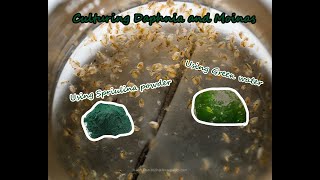 How To Culture Daphnia and Moinas using Green Water Spirulina powder [upl. by Rapp949]