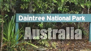 Australia Daintree Rainforest  HD [upl. by Ailuj]