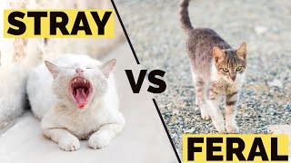 Feral Cats vs Stray Cats Key Differences [upl. by Asylla186]