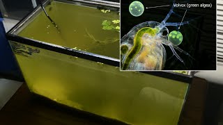 Raising Daphnia for the Freshwater Aquarium [upl. by Wendeline]