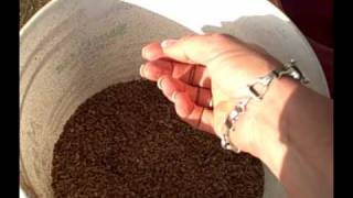 Feeding Your Horse Beet Pulp How and Why [upl. by Baudin282]