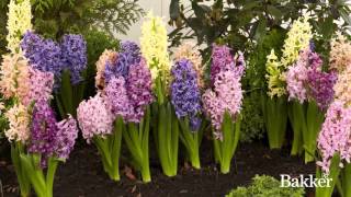 Timelapse  Hyacinth Mixed [upl. by Yankee117]