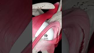 Torn Hip Labrum Pain Relief Exercise [upl. by Redneval]