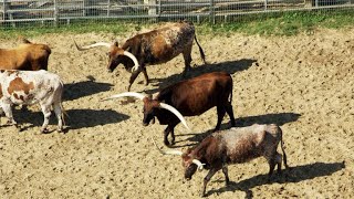 Longhorn Cattle at Murray Farm and Ranch [upl. by Schram]