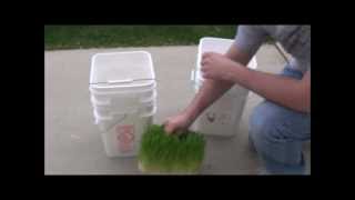 Growing Barley Fodder with a 5 gallon bucket Simple Fodder System [upl. by Berger]