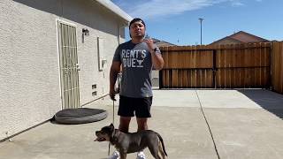 American Bully Basic Training [upl. by Brookhouse]