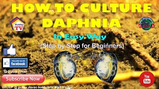 HOW TO CULTURE DAPHNIA In Easy Way [upl. by Epner]